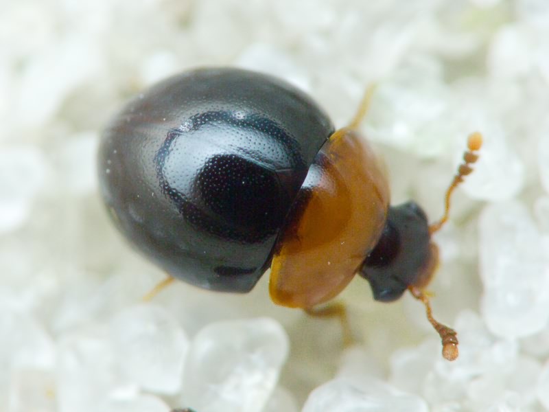 Amphicyllis globus (Fabricius, 1792)